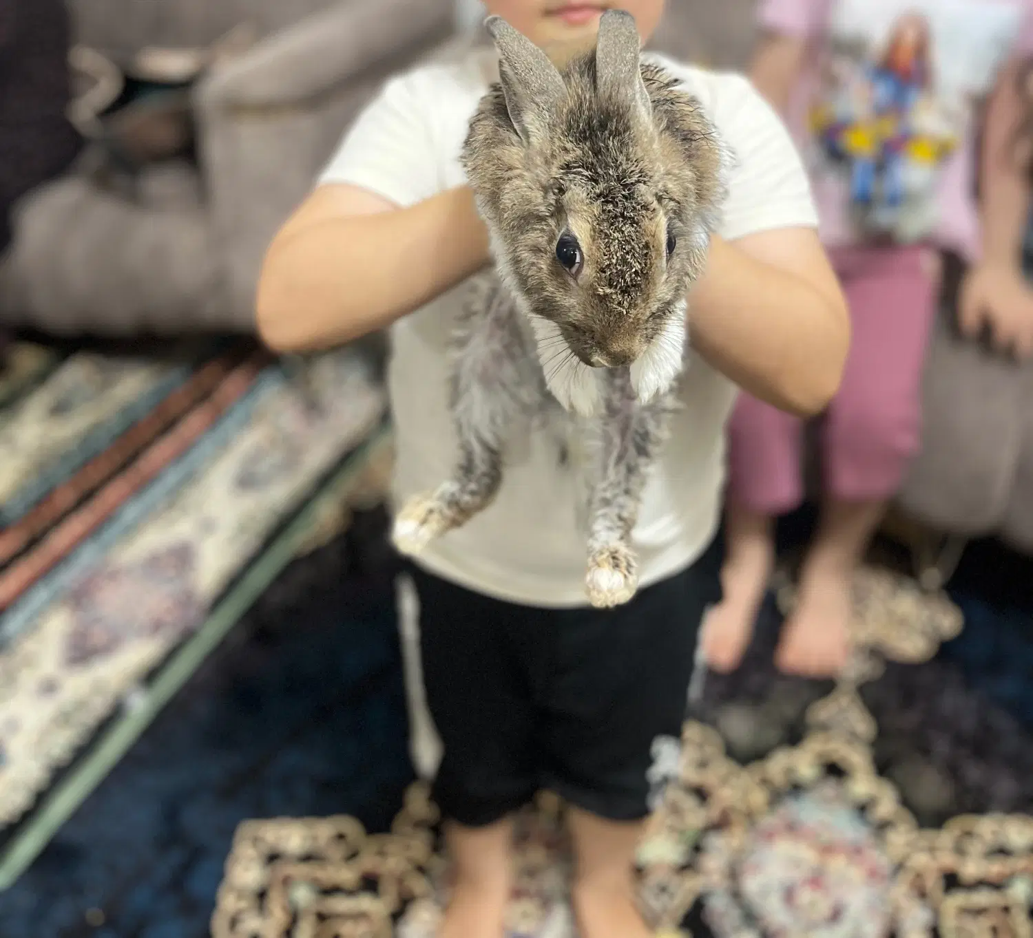 خرگوش|موش و خرگوش|دزفول, |دیوار