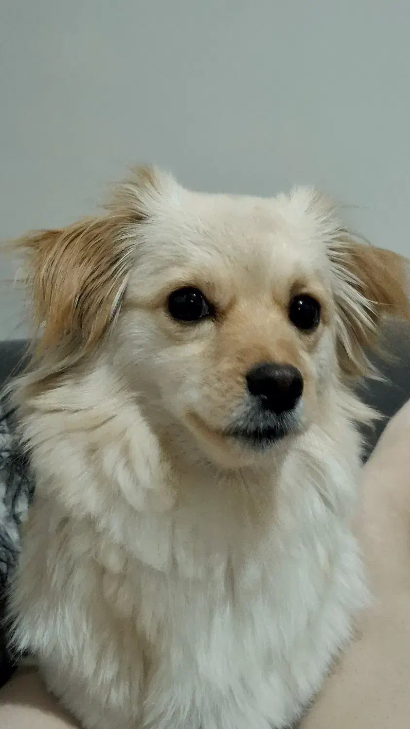 گمشده|حیوانات|ورامین, ورامین|دیوار