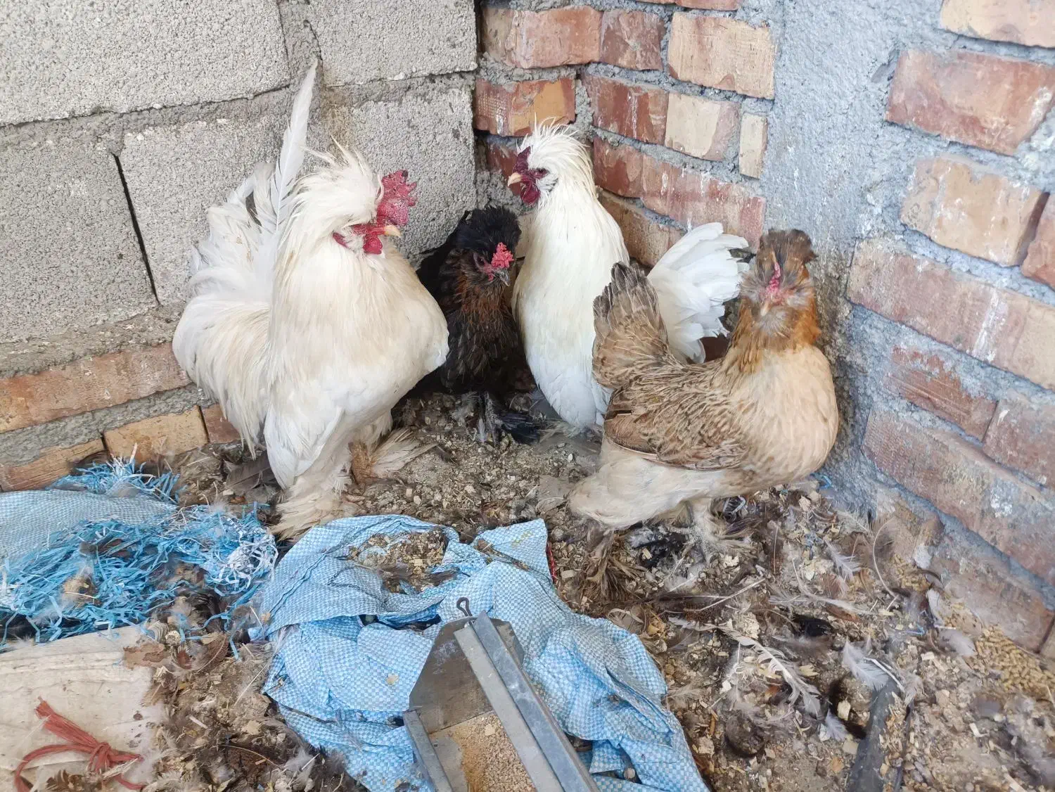 مرغ و خروس پاکوتاه چینی|حیوانات مزرعه|پیرانشهر, |دیوار