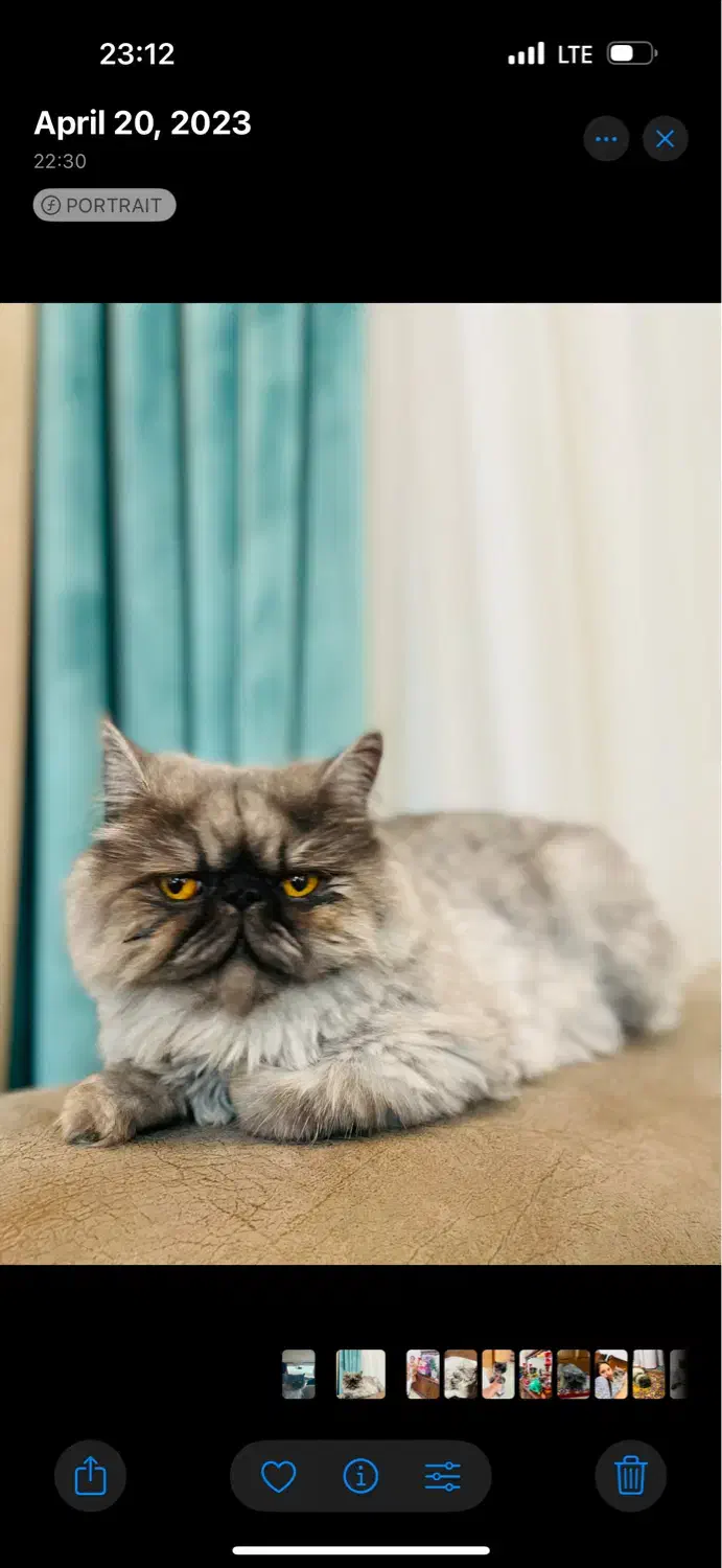 گربه پرشین سوپر فلت|گربه|یزد, |دیوار