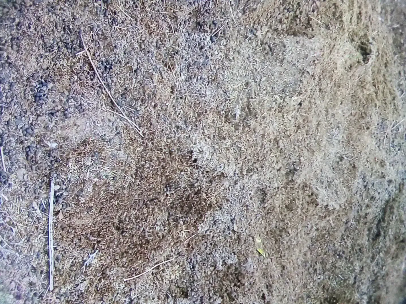 ۱۵۰۰۰۰۰۰|عمده‌فروشی|گنبد کاووس, |دیوار