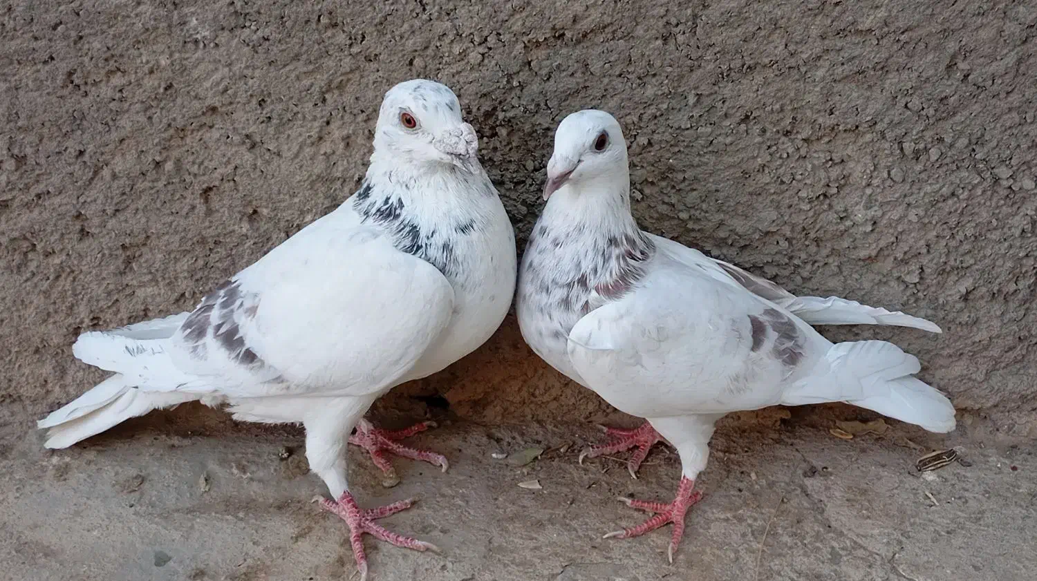 کاغذی و سار|پرنده|سبزوار, ابارش|دیوار