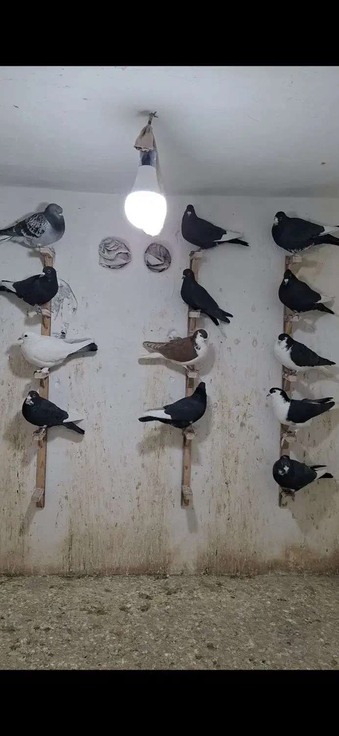 نر سوراخ|پرنده|چترود, |دیوار