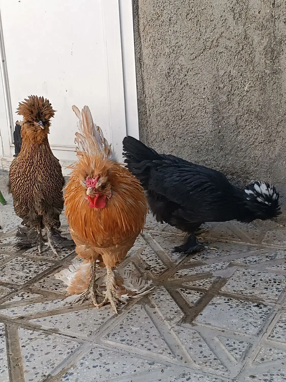 مرغ و خروس سلطان اصیل ، دان بوقلمون و جوجه و..|حیوانات مزرعه|کرمانشاه, |دیوار