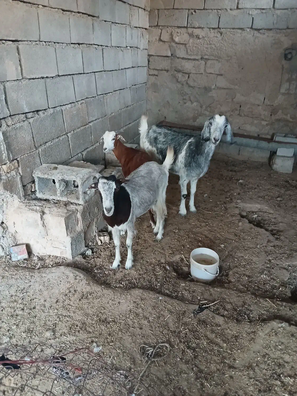 بز ماده عربی اصل|حیوانات مزرعه|هندیجان, |دیوار