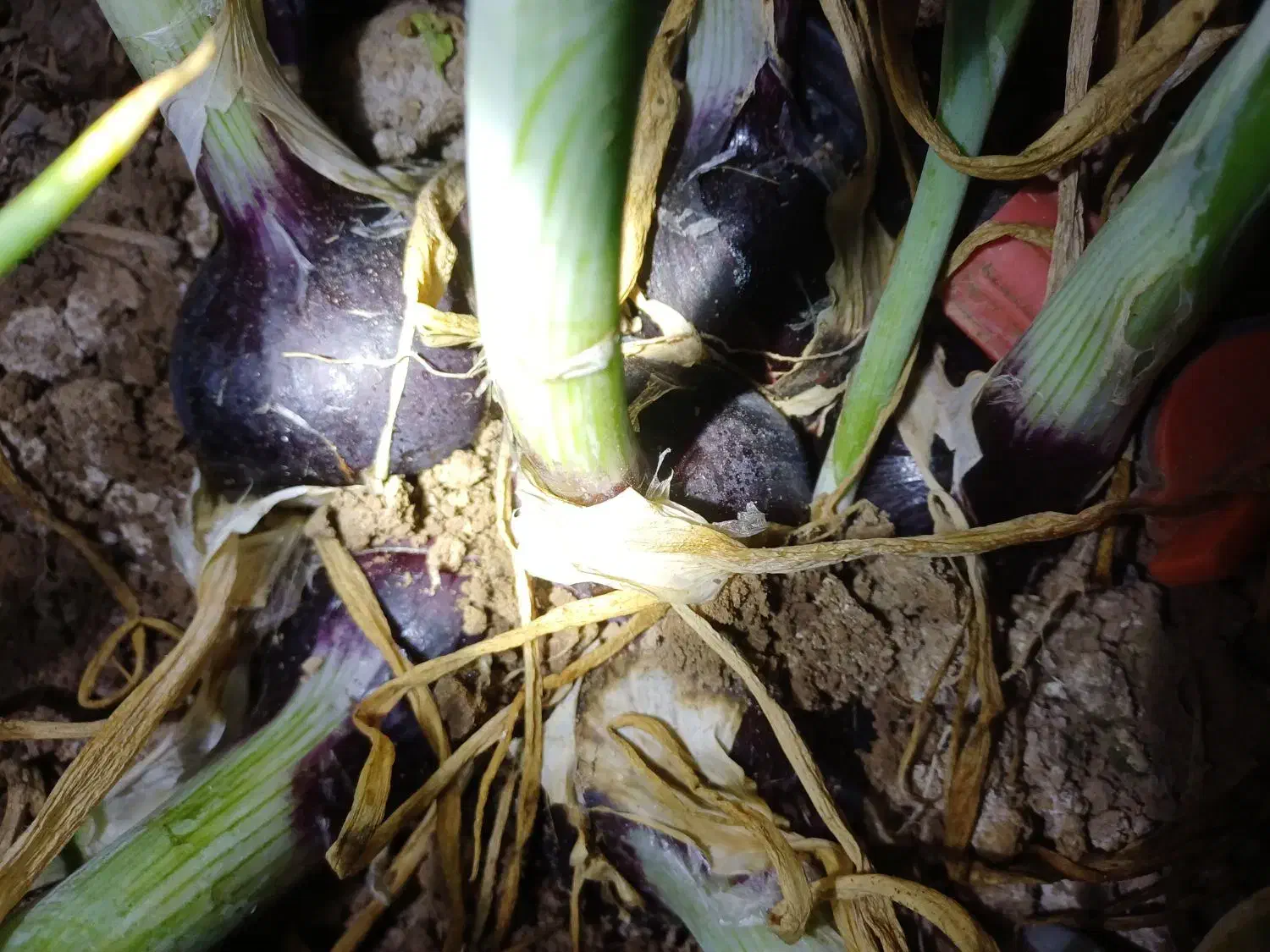 بذر پیاز قرمز اناری|عمده‌فروشی|لیلان, |دیوار