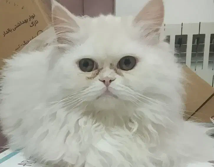 گربه نر و ماده|گربه|یزد, |دیوار