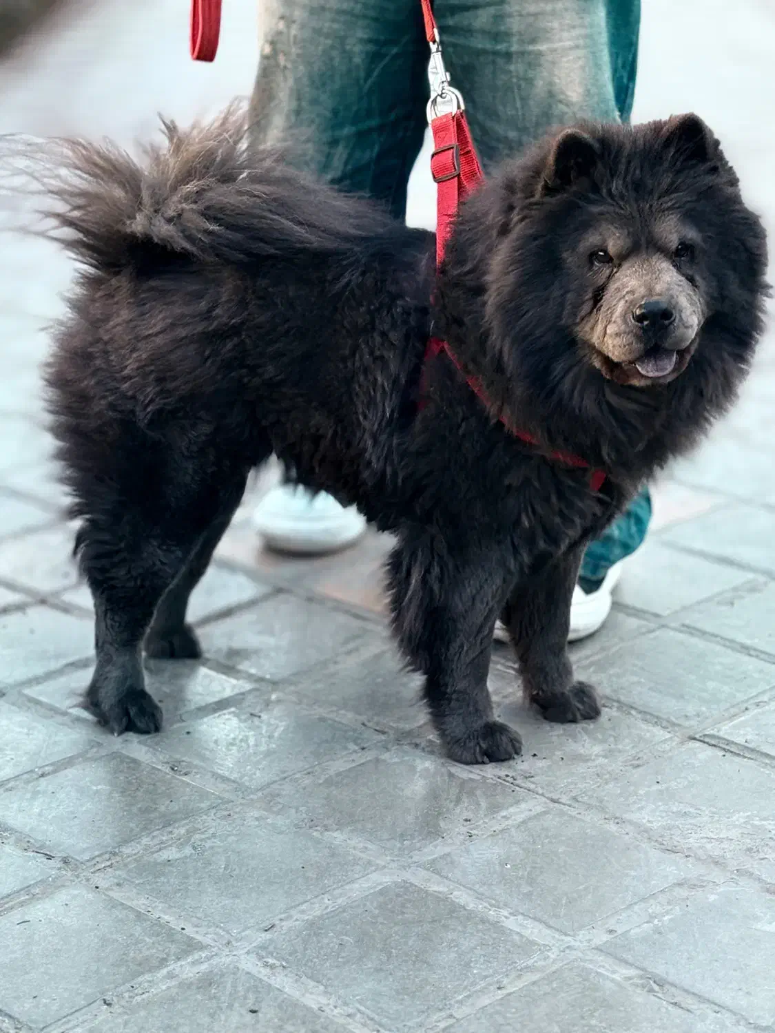 چاوچاو|سگ|اصفهان, ملک‌شهر|دیوار