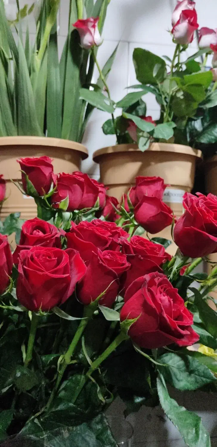 هر شاخه رزطبیعی هلندی(ویژه امروز روز دختر)فقط۵۰،۶۰|گل و گیاه طبیعی|کرمان, |دیوار