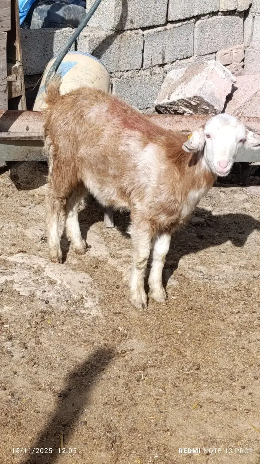 بزغاله ماده سانن سالم نژاددوقلوزا|حیوانات مزرعه|مشهد, همت آباد|دیوار