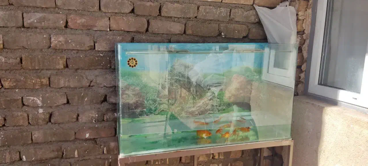 فروش فوری|فعالیت داوطلبانه|ساوه, |دیوار