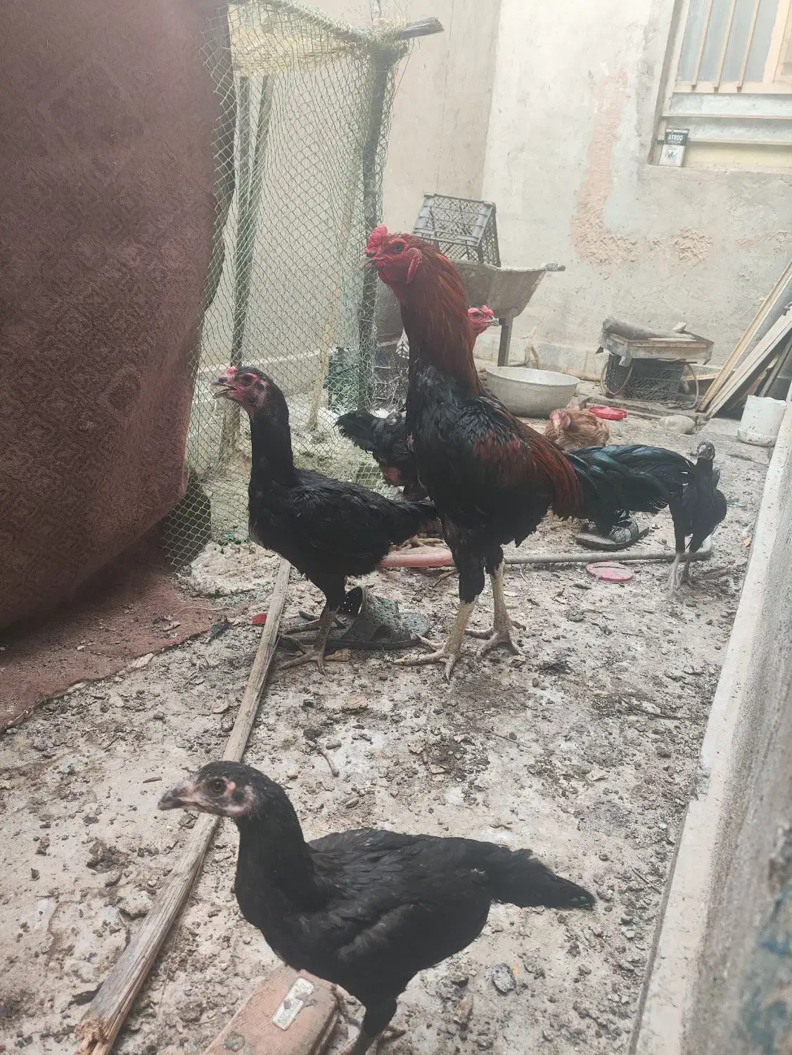 خروس و ماکیان لاری|حیوانات مزرعه|سراوان, |دیوار