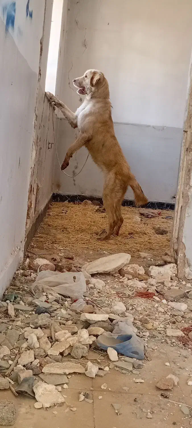 پژدر ماده|سگ|دهگلان, |دیوار