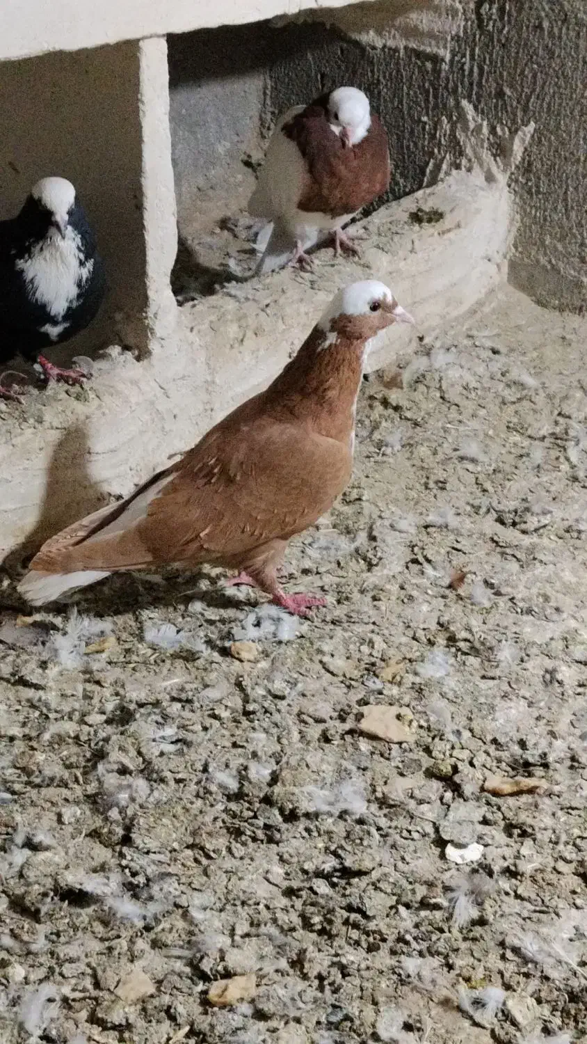 گوش|پرنده|بناب, |دیوار