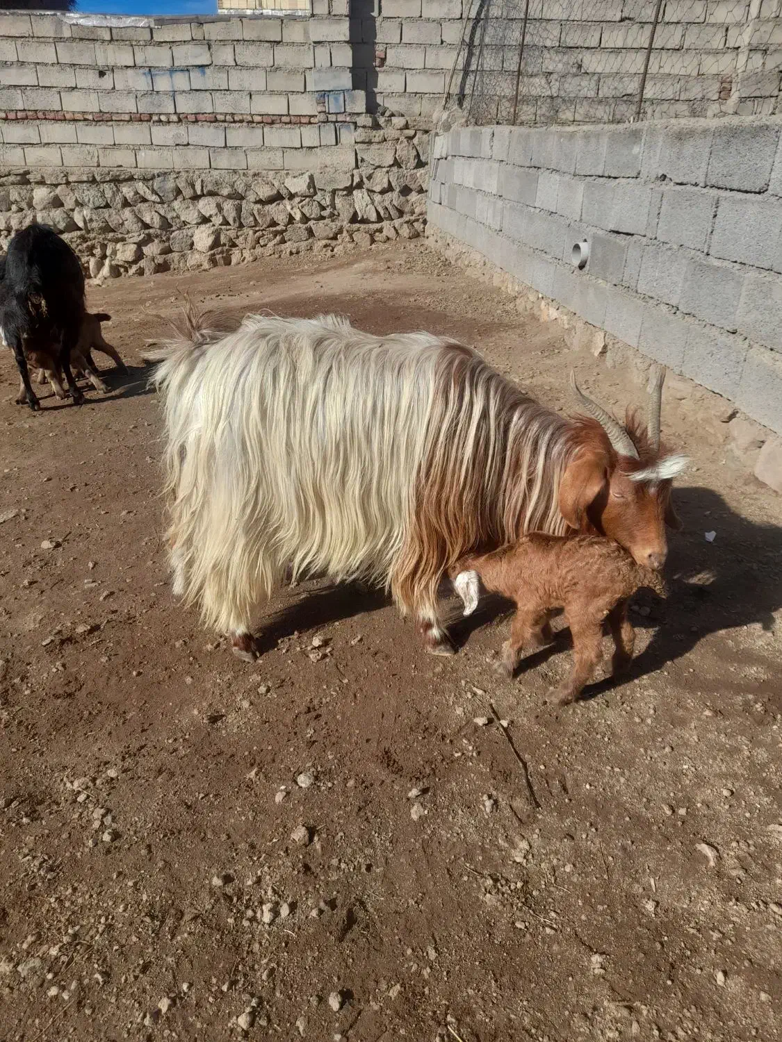 بز گوسفند|حیوانات مزرعه|مشگین شهر, |دیوار