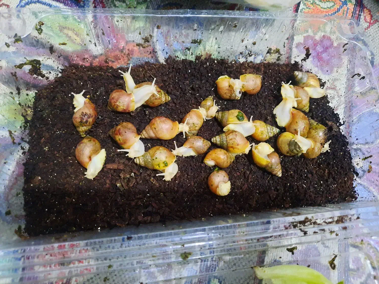 حلزون|خزنده|کرج, شهرک بنفشه|دیوار