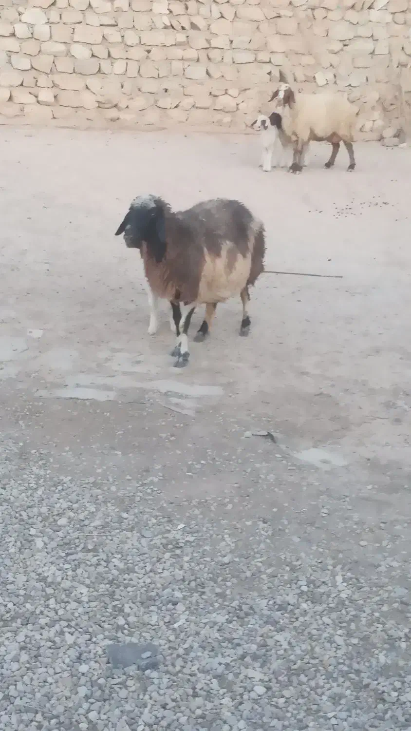 گوسفند وبره|حیوانات مزرعه|کارزان, |دیوار