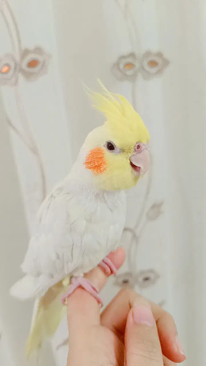 عروس هلندی|پرنده|طرقبه, |دیوار