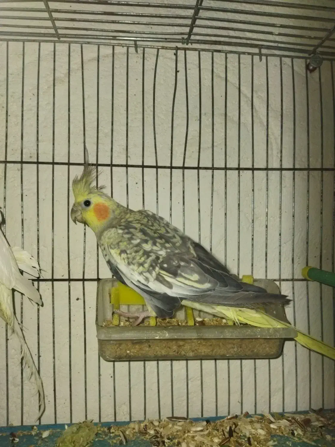 عروس|پرنده|ویلکیج, |دیوار