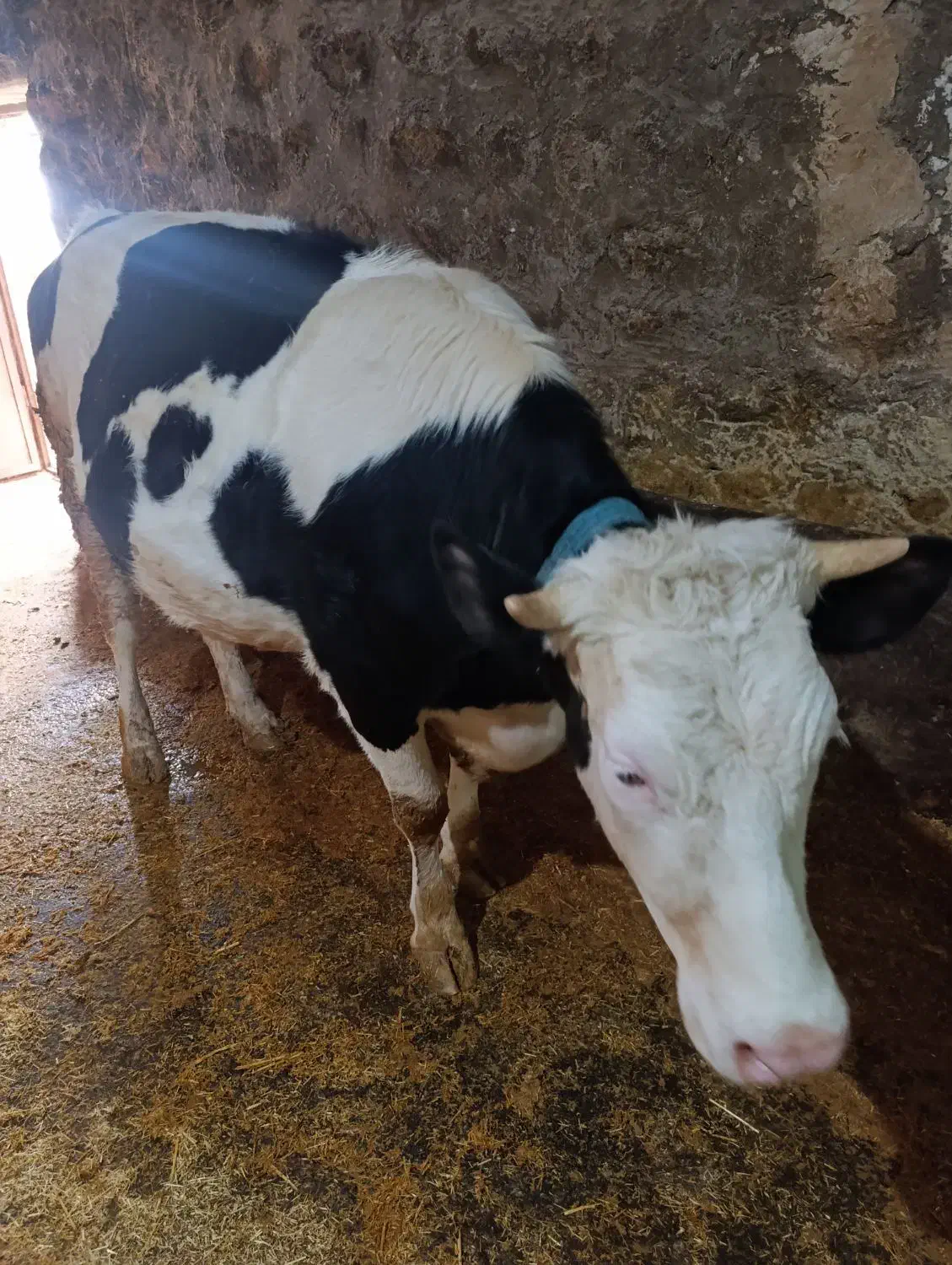 گوساله|حیوانات مزرعه|بیرانوند, |دیوار