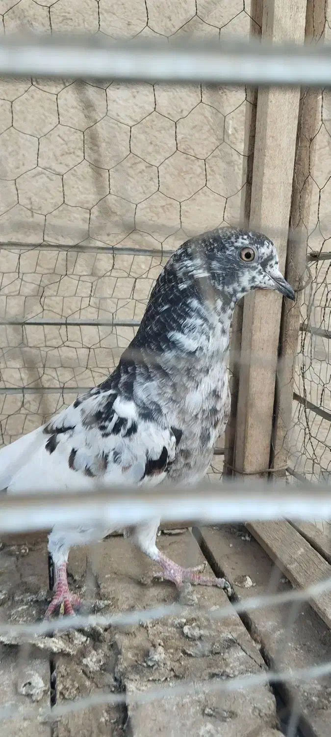 کبوتر پرشی|پرنده|بیستون, |دیوار