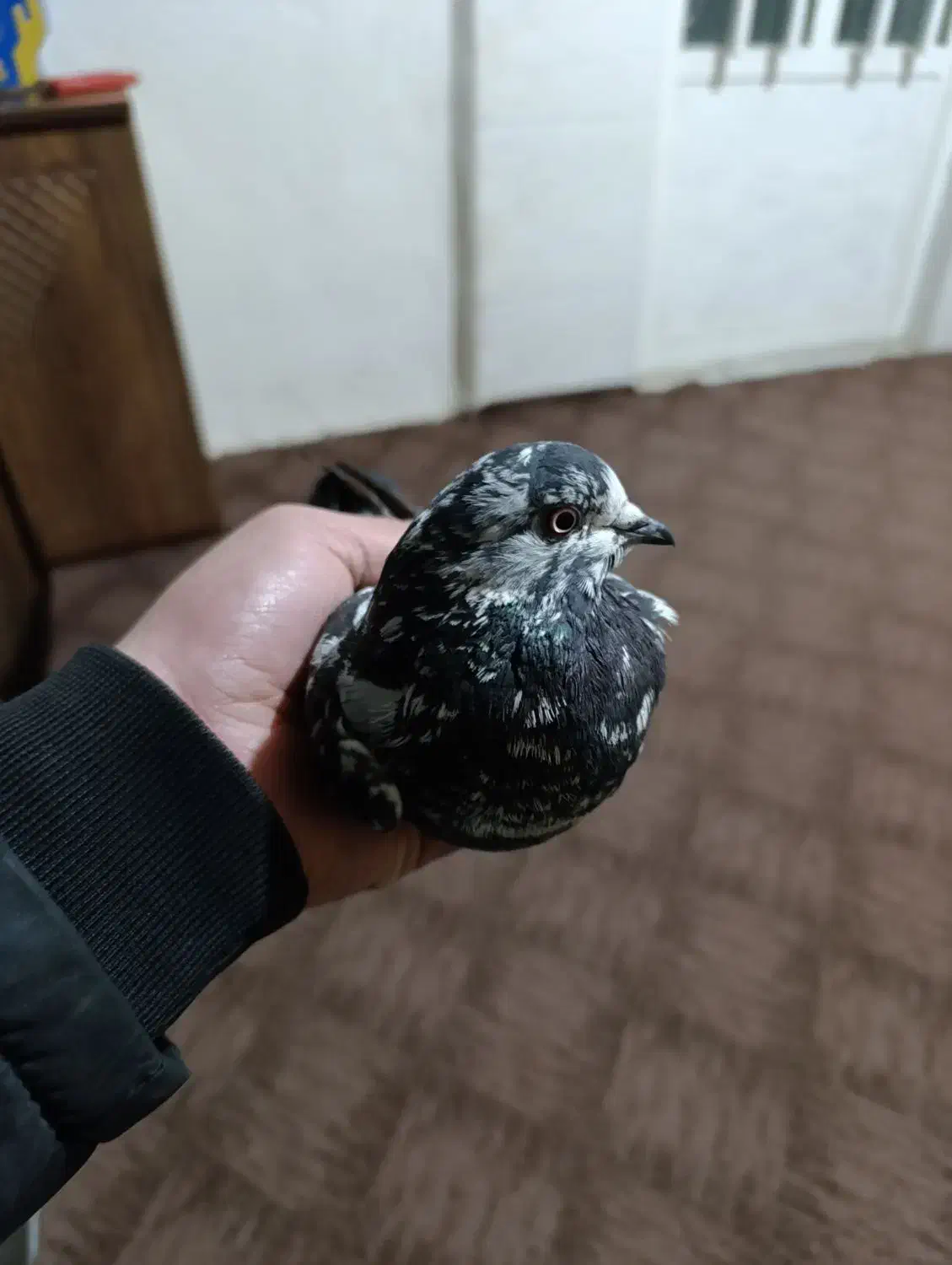 کبوتر ساعتی|حیوانات مزرعه|مینودشت, |دیوار