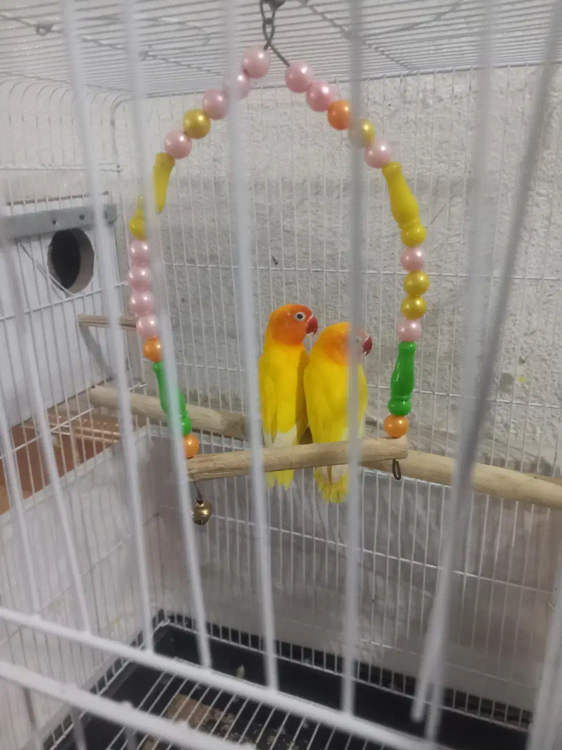 کوتوله برزیلی طلایی|پرنده|قم, نخودی|دیوار