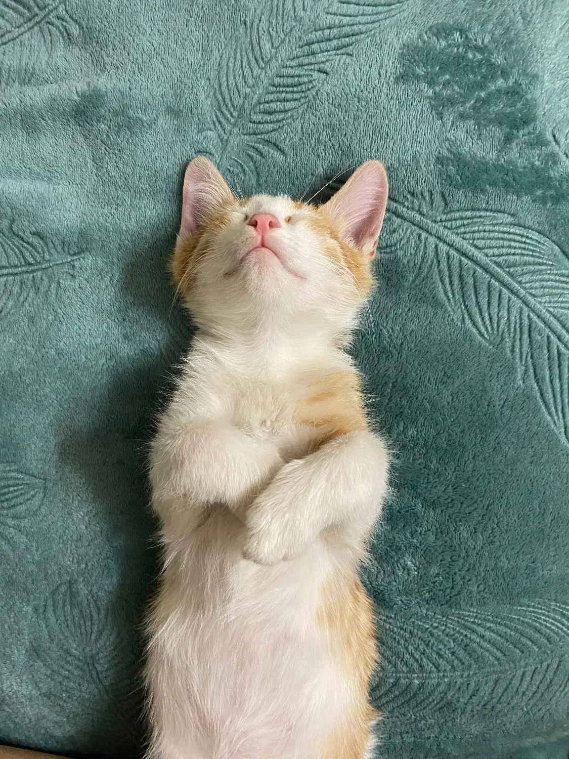 واگذاری رایگان گربه|گربه|کرمان, |دیوار