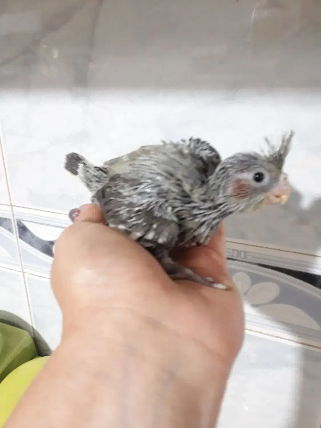 طوطی عروس هلندی جوجه و برزیلی|پرنده|پردیس, فاز ۴|دیوار