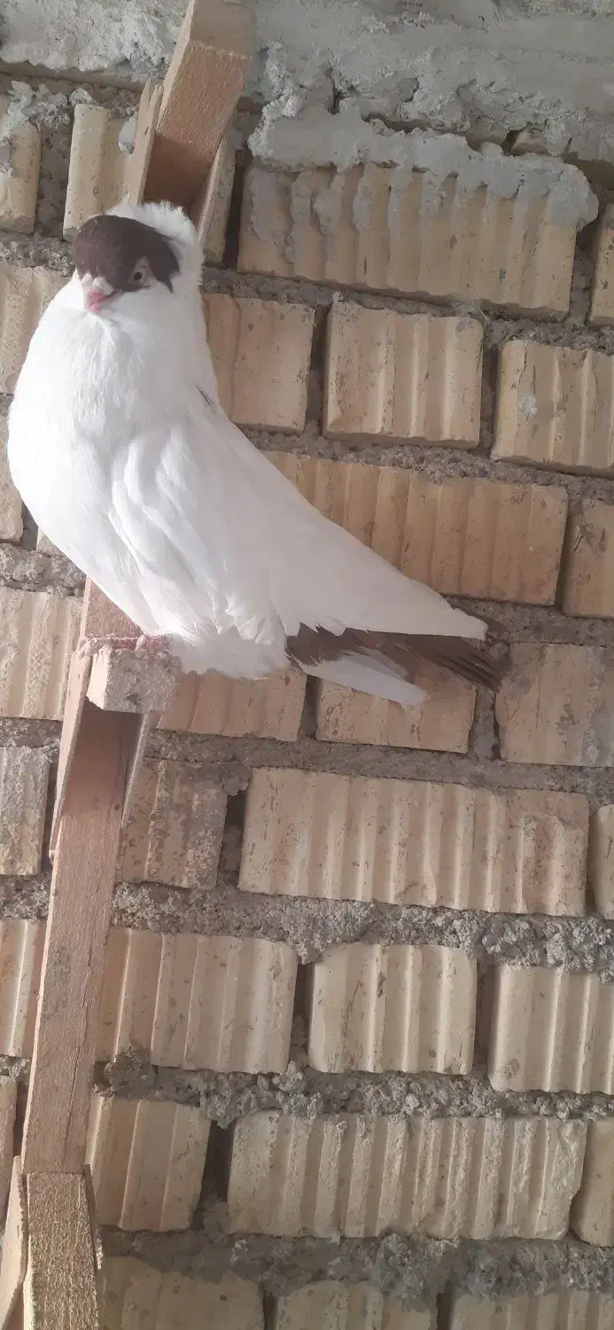 هملت امریکایی اصل|پرنده|جنت, |دیوار