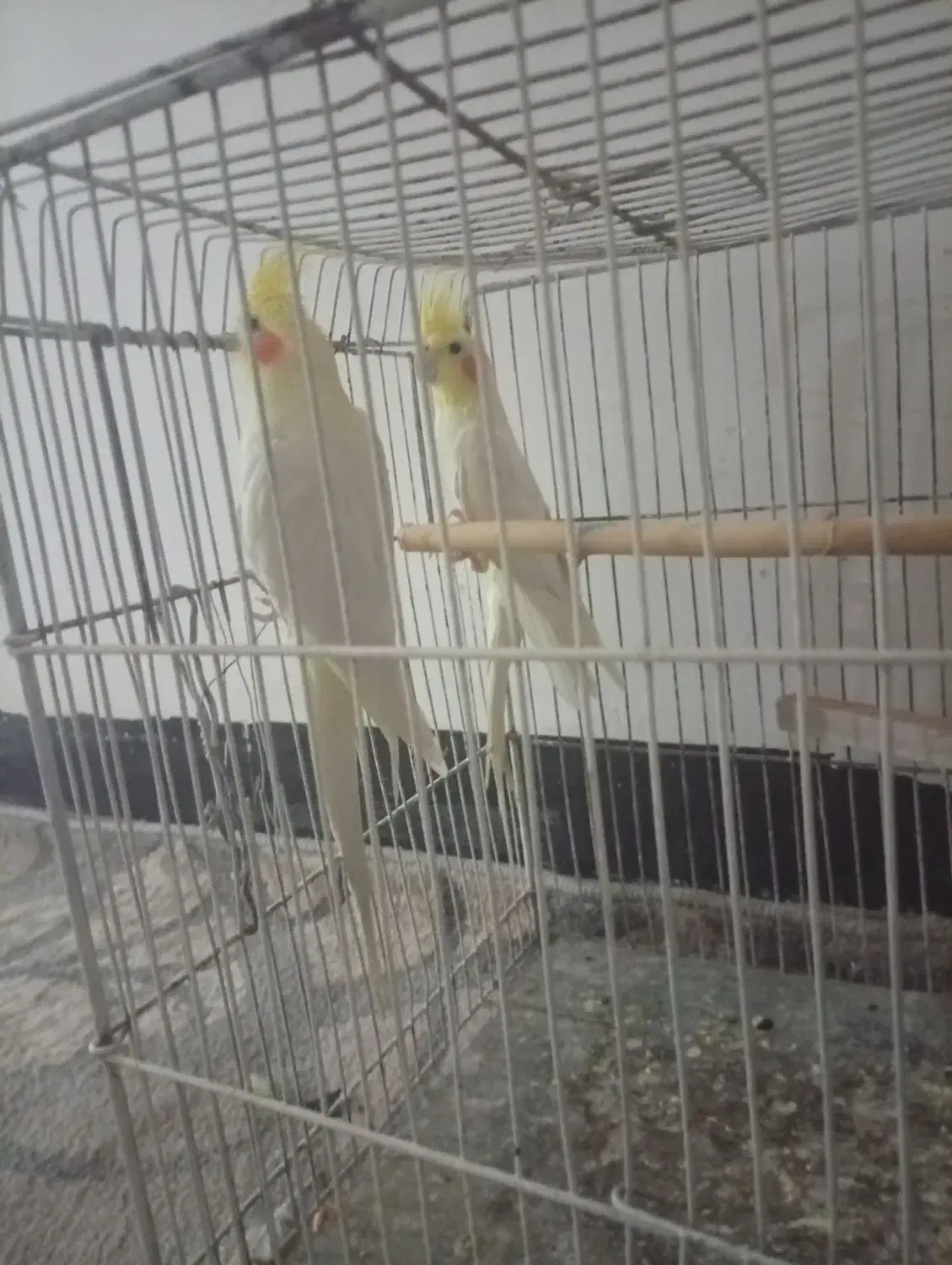 عروس هلندی بالغ لوتینیو تخم و جوجه ای|پرنده|زابل, |دیوار