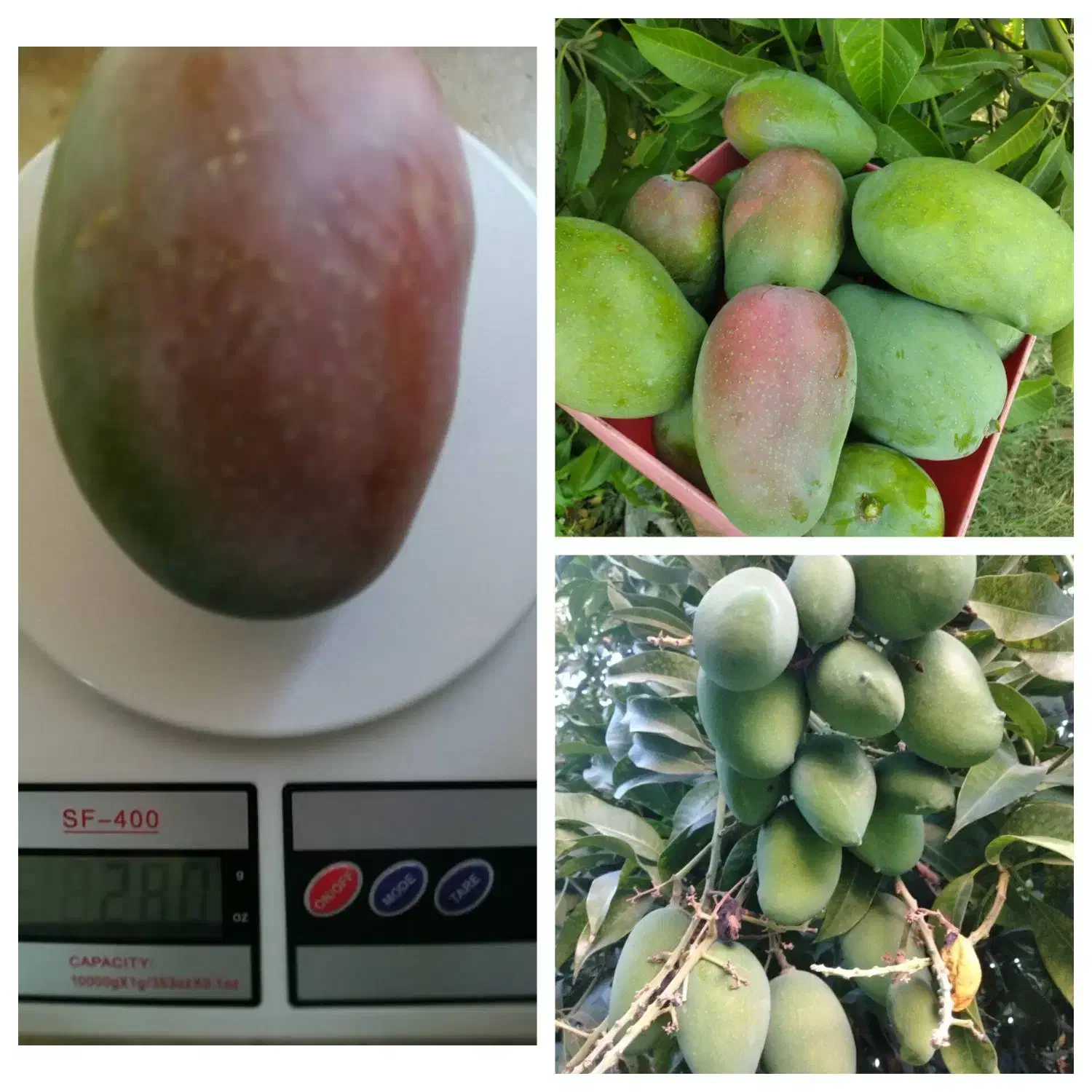نهال انبه پیوندی رودان برنطین|گل و گیاه طبیعی|رودان, |دیوار