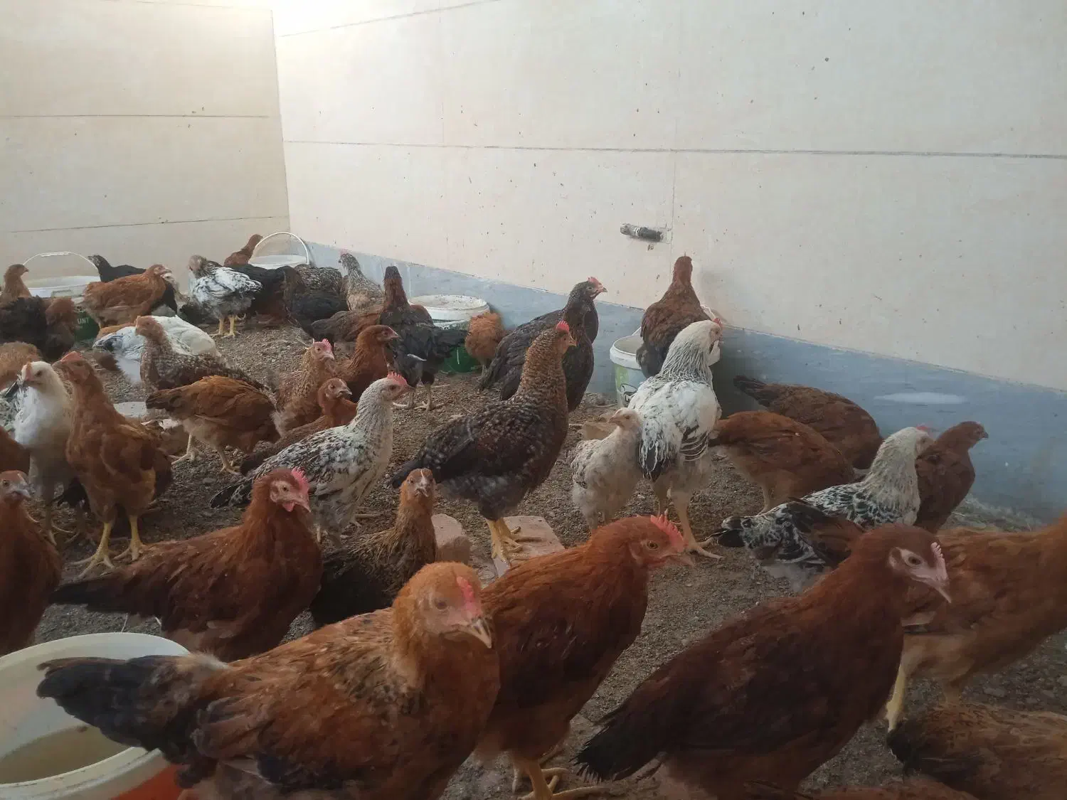 تعداد محدودی جوجه مرغ 3.5ماهه|حیوانات مزرعه|بیرجند, |دیوار