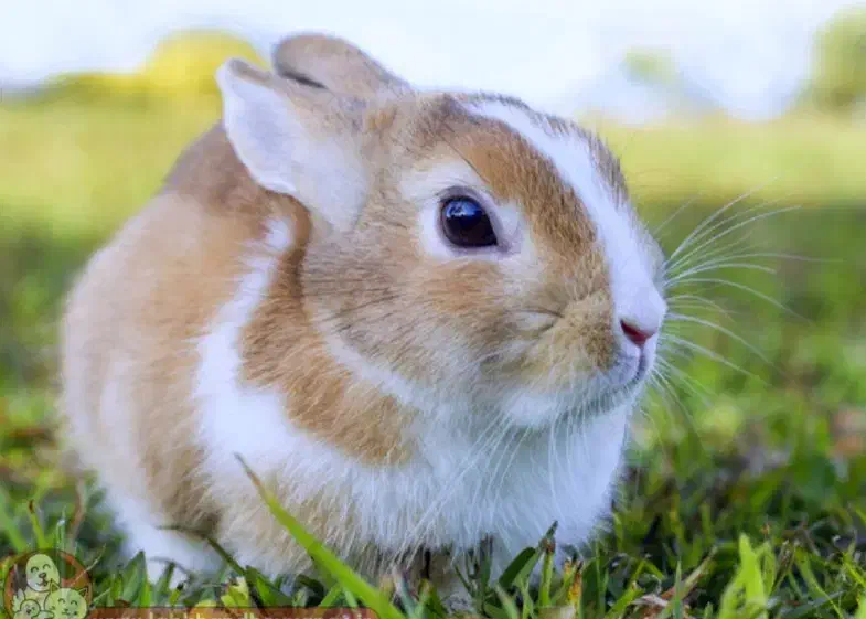 خرگوش|موش و خرگوش|جهرم, |دیوار