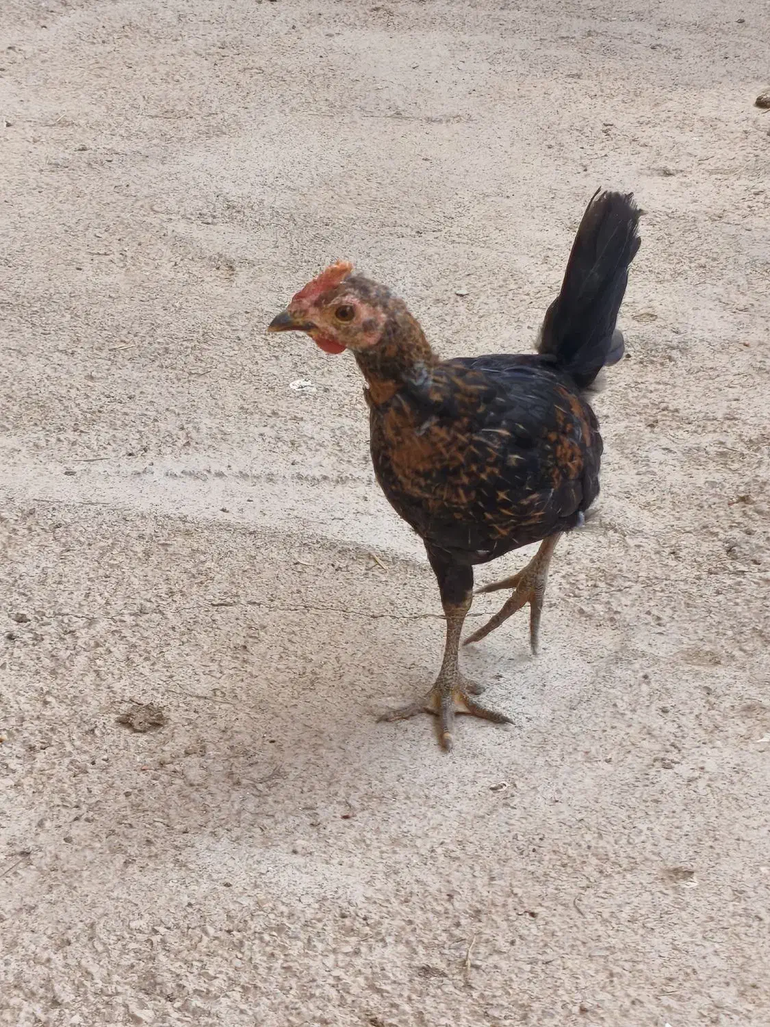 نیمچه خروس|حیوانات مزرعه|حمیدیه, |دیوار