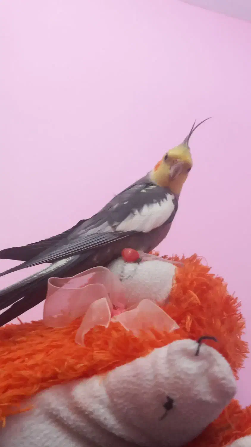 عروس هلندی گمشده|حیوانات|ملارد, |دیوار