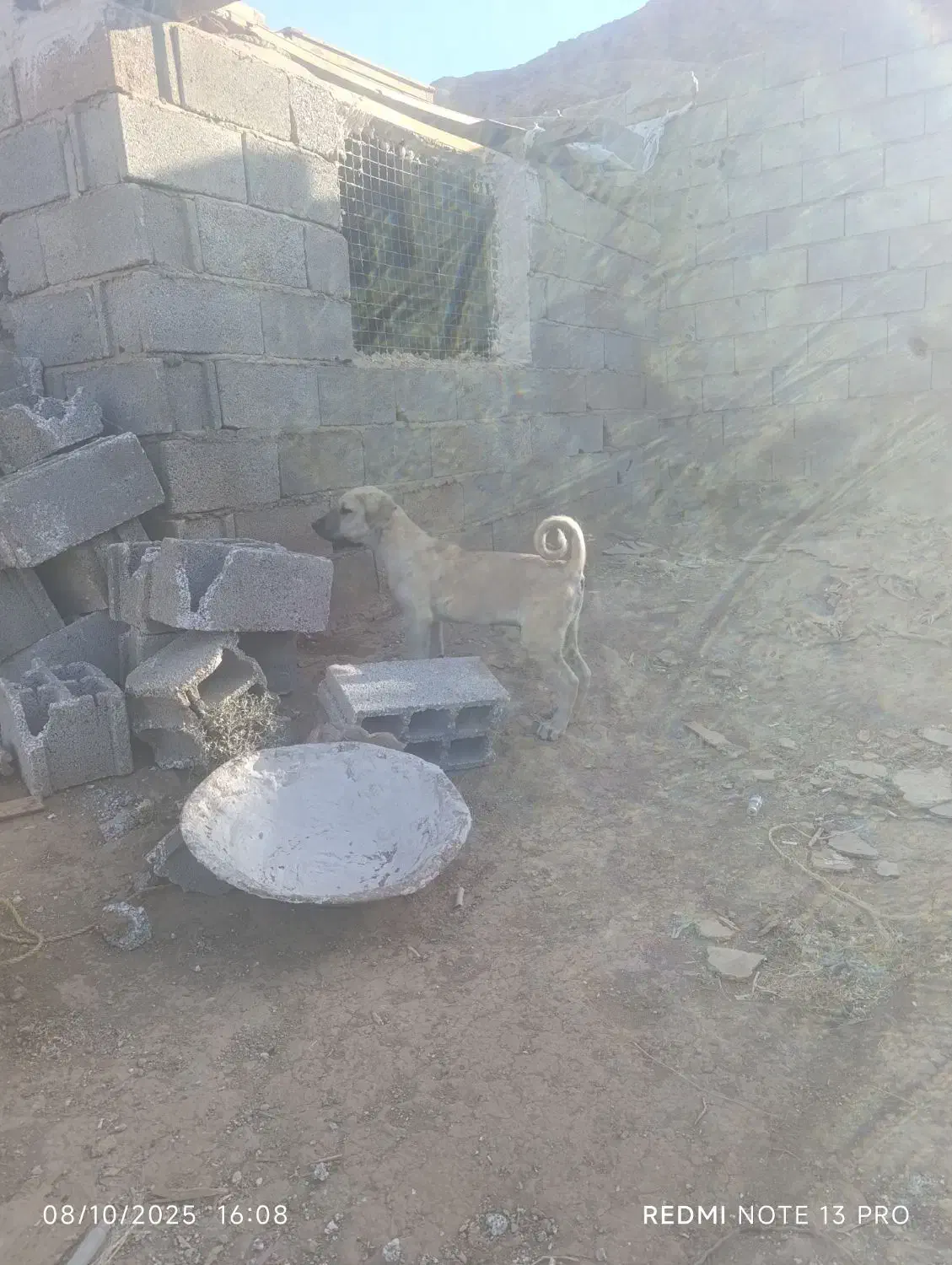 توله سگ سرابی|سگ|باسمنج, |دیوار