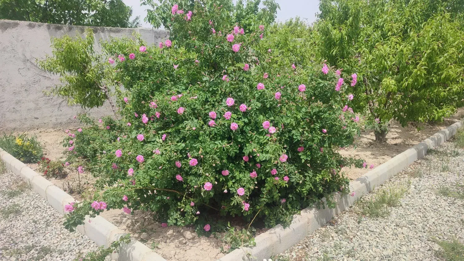 فروش باغچه|فروش زمین و ملک کلنگی|صباشهر, |دیوار