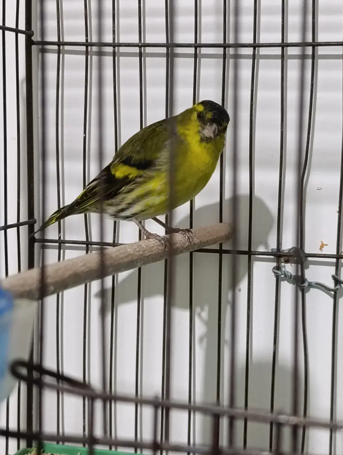 سهره جفتی|پرنده|تهران, گمرک|دیوار