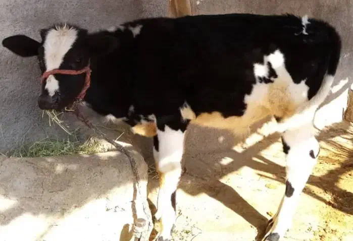 گوساله نر|حیوانات مزرعه|نورآباد ممسنی, |دیوار