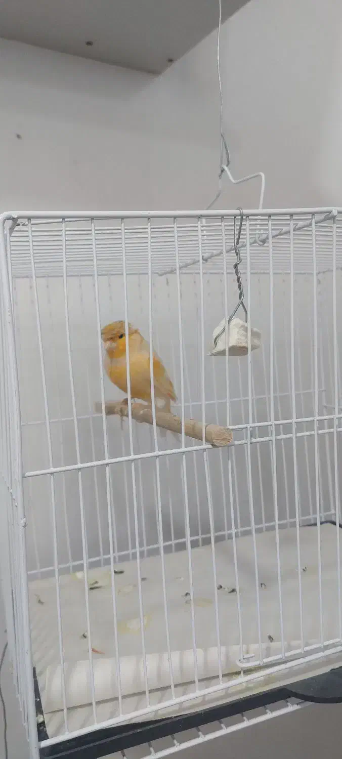 تعدادی قناری|پرنده|قزوین, |دیوار