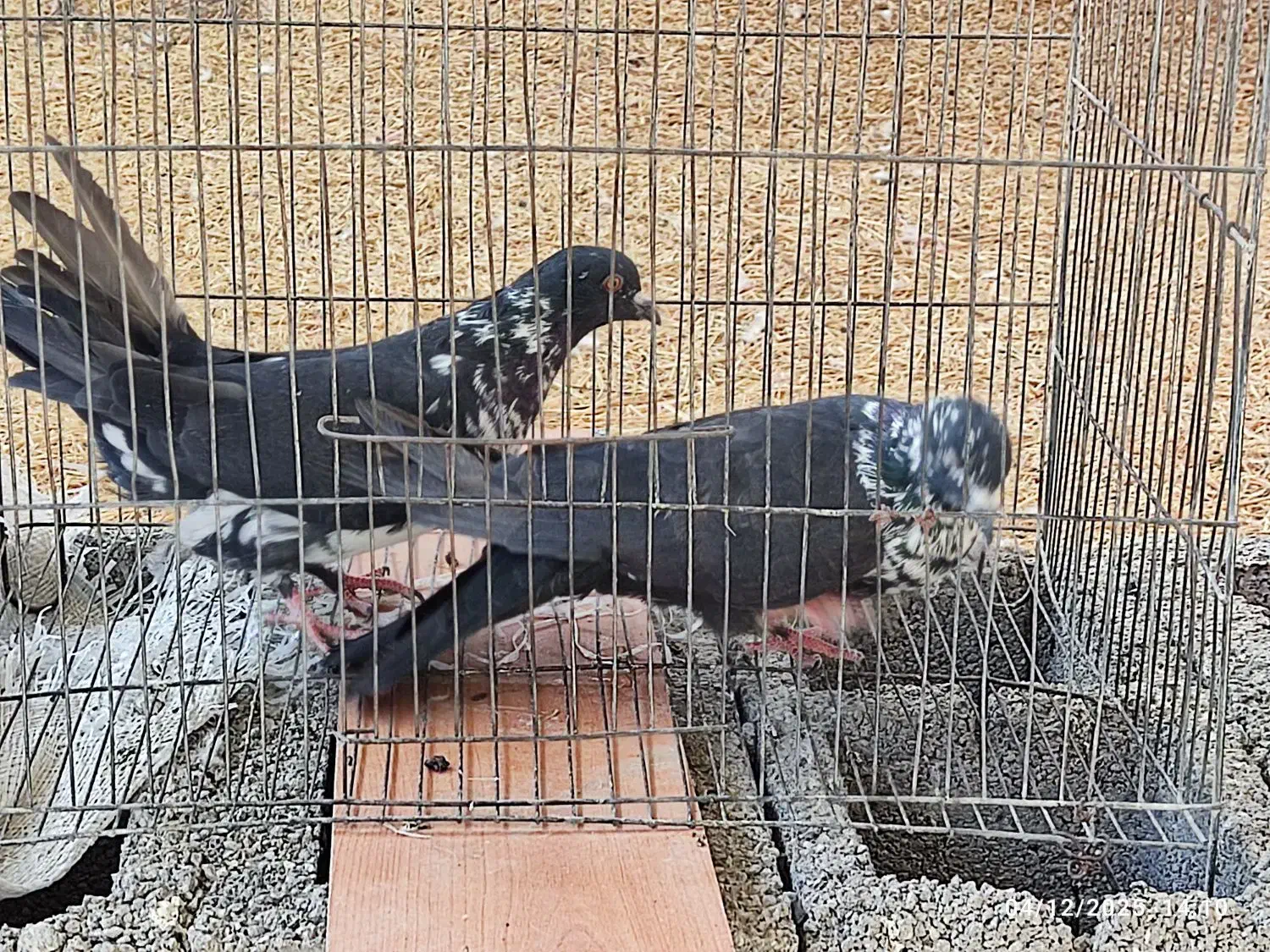 کبوتر|پرنده|ایلام, |دیوار