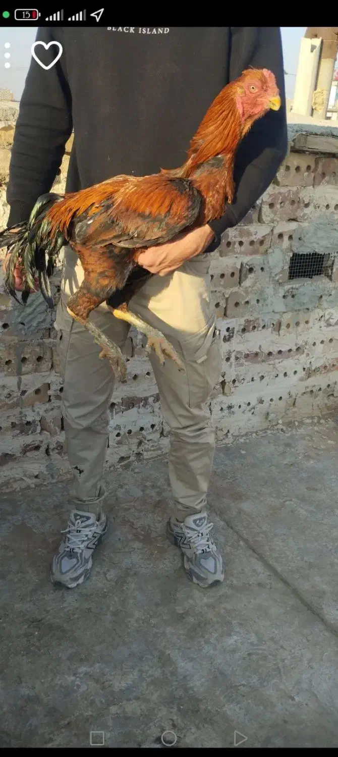 خروس و مرغ چنگ طوطی به ضمانت|حیوانات مزرعه|تربت جام, فاز ۱ فرهنگیان|دیوار