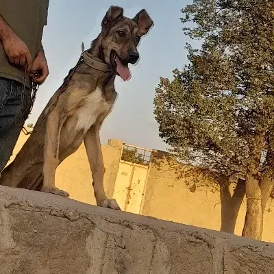 سرابی گم شده|حیوانات|تبریز, |دیوار