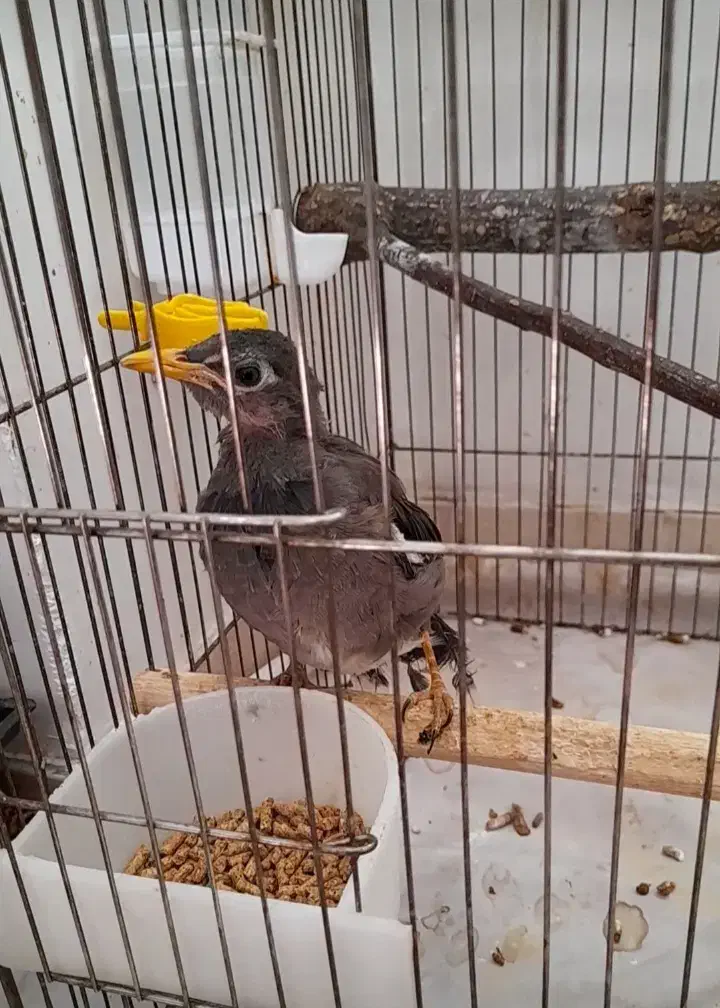 مینا|پرنده|رباطکریم, رباطکریم|دیوار