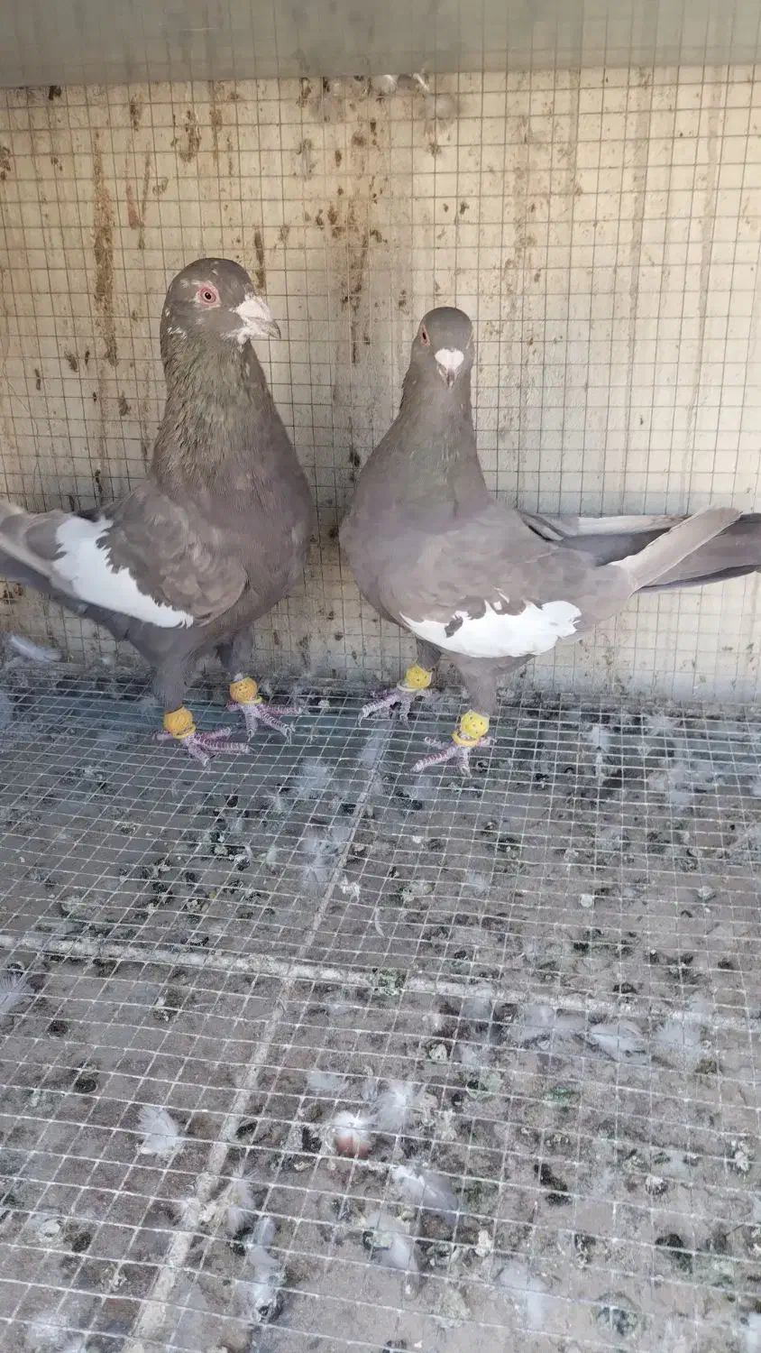 سرک نر وماده پا بلند|پرنده|لنجان, |دیوار