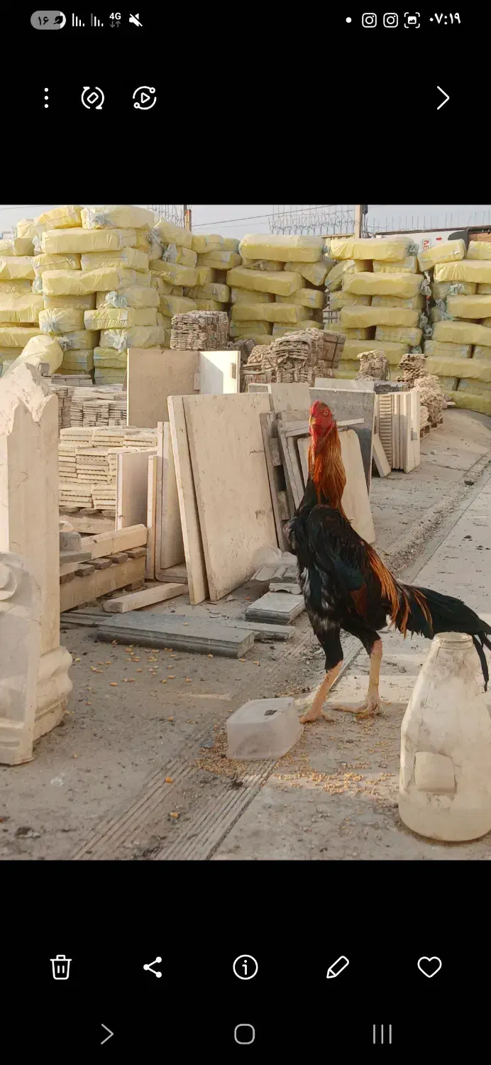 خروس لاری|حیوانات مزرعه|قدس, هفت جوی|دیوار