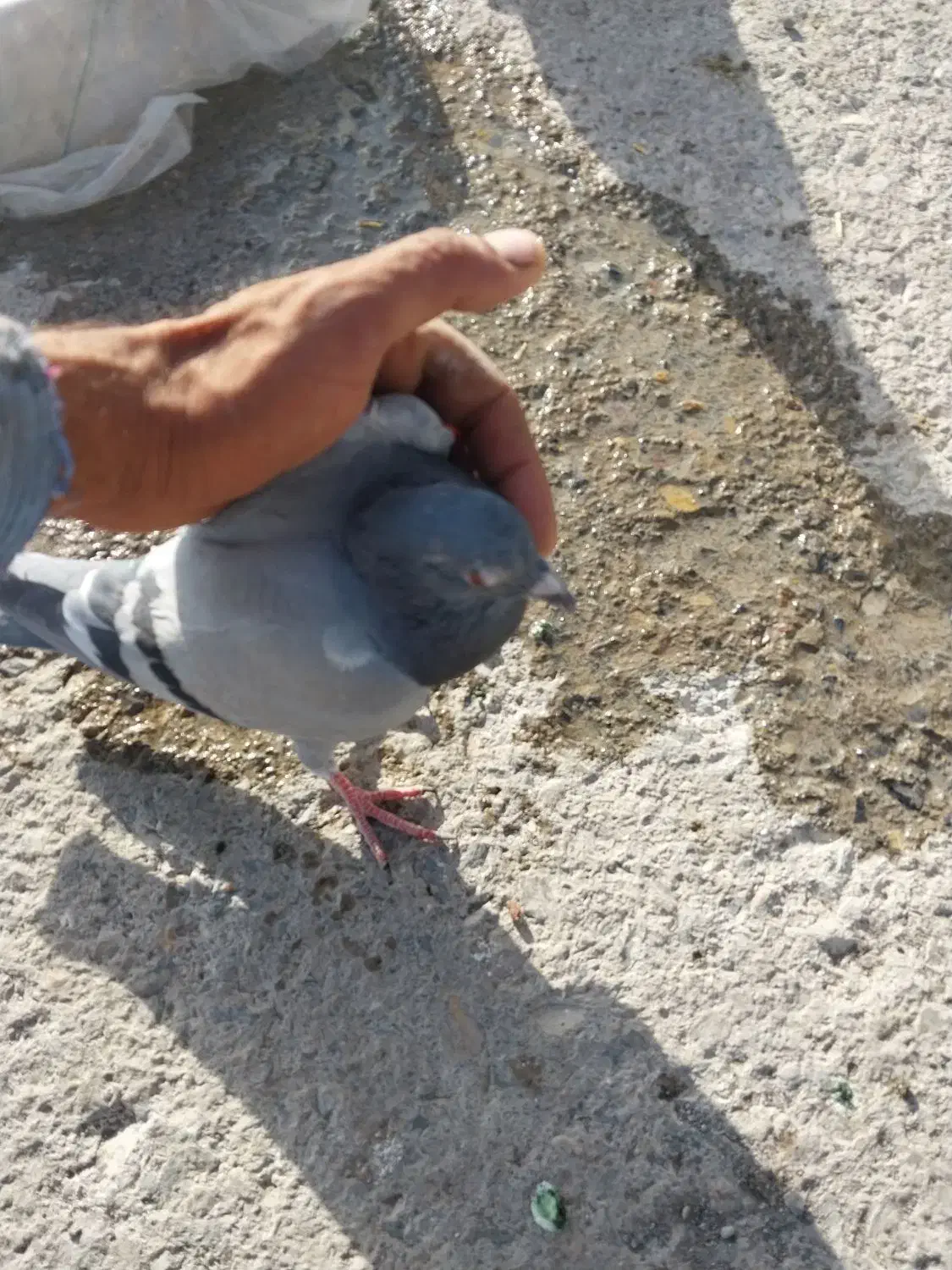 ۷۰۰|لوازم جانبی حیوانات|همدان, |دیوار