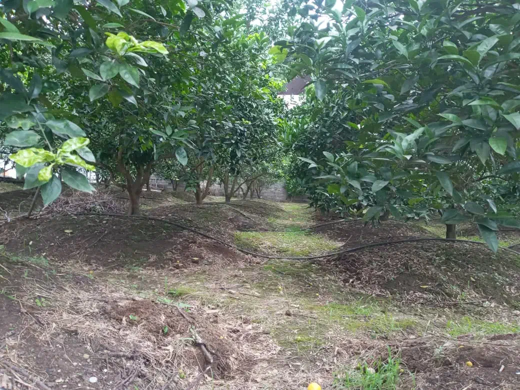 نوشهر محدوده چلندر ۹۵۰متر ویلاباغ باسند|فروش خانه و ویلا|نوشهر, |دیوار