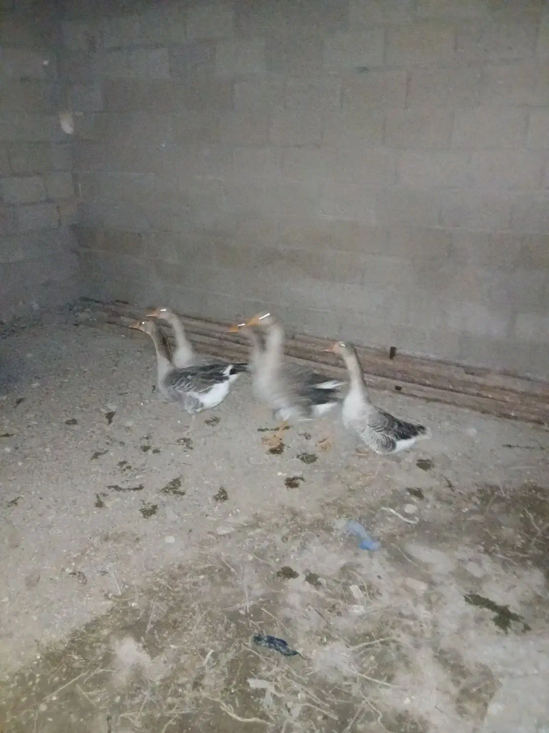 شادگان|حیوانات مزرعه|شادگان, |دیوار